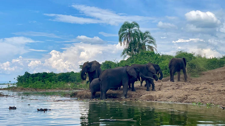 elephants in river
